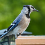 Photograph of a blue jay.